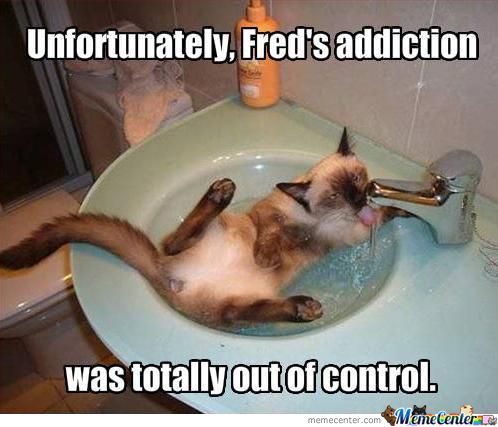 addict cat
