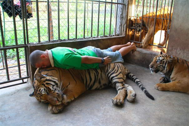 planking tiger