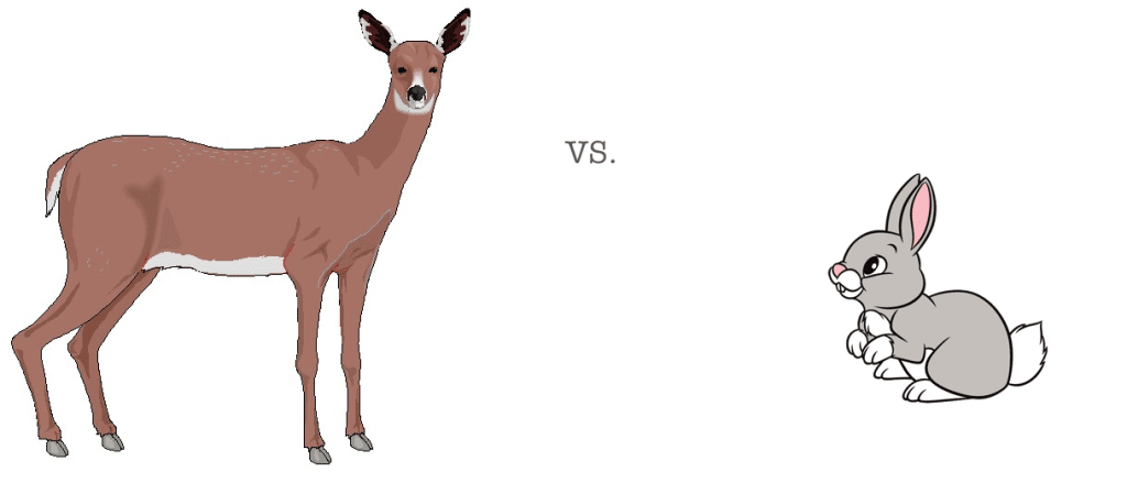 deer vs rabbit